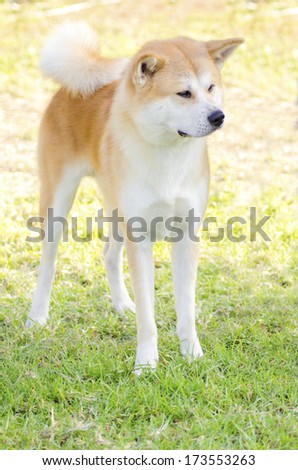 A front profile view of a young beautiful white and red Akita Inu dog standing on the grass. Japanese Akita dogs are distinctive for their oriental look and for being courageous.