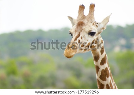 A close up view of a baby giraffe calf. The Giraffa camelopardalis is the tallest living terrestrial animal with extremely long neck and legs, horn-like ossicones and distinctive coat patterns