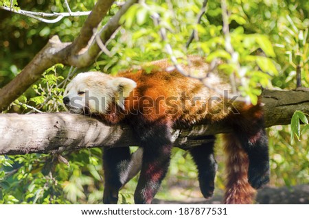 A red panda lying on a tree branch sleeping stretched out with its legs hanging dangling down. The red cat bear has a white mask and red brown coat and is called hun ho in Chinese meaning fire fox.