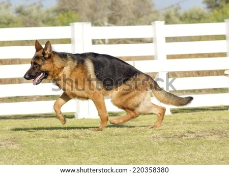 A young,beautiful,black and tan German Shepherd Dog walking on the grass looking happy and playful. The Alsatian aka Berger Allemand, is a very good security dog often used by the police and military.
