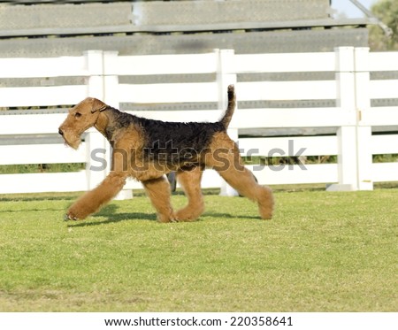 A profile view of a black and tan Airedale Terrier dog walking on the grass.Known as the king of terriers as it is the largest breed of terriers and for being very intelligent and independent,