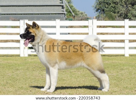 A profile view of a sable,white and brown pinto American Akita dog standing on the grass,distinctive for its plush tail that curls over his back and for the black mask. A large and powerful dog breed.