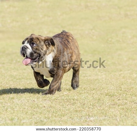 A small,young,beautiful,fawn brown brindle and white English Bulldog running on the grass looking playful and cheerful.Bulldog is a muscular,heavy dog with a wrinkled face and a pushed-in nose.