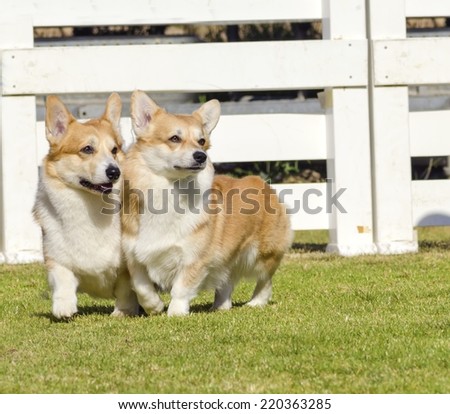 Two young,healthy,beautiful,red sable and white Welsh Corgi Pembroke dogs with a docked tail walking on the grass happily.Welsh Corgis have short legs,long body, big erect ears and is a herding breed.