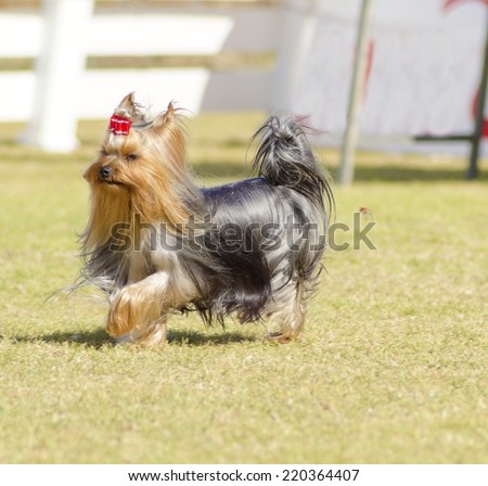 A small gray black and tan Yorkshire Terrier dog walking on the grass, with its head coat braided. The yorkie is a companion dog with glossy, fine, silky and straight hair with hypoallergenic coat.