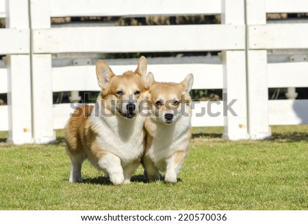 Two young,healthy,beautiful,red sable and white Welsh Corgi Pembroke dogs with a docked tail walking on the grass happily.The Welsh Corgi has short legs,long body,big erect ears and is a herding breed