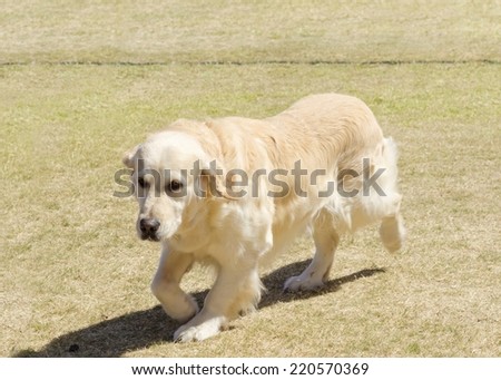 A young beautiful light golden retriever walking happily on the grass. Known for their intelligence, being very friendly and excellent guide dogs