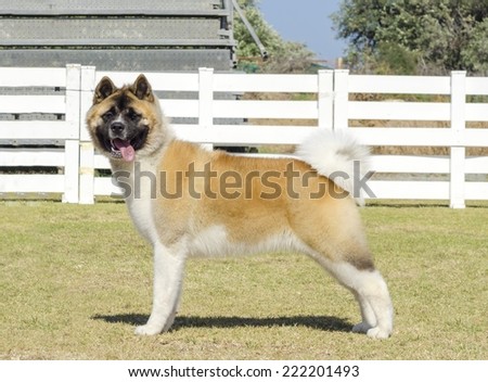 A portrait view of a sable,white and brown pinto American Akita dog standing on the grass,distinctive for its plush tail that curls over his back and for the black mask.A large and powerful dog breed.