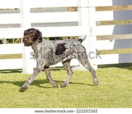 A young, beautiful, liver, black and white ticked German Wirehaired Pointer dog walking on the grass. The Drahthaar has a distinctive eyebrows, beard and whiskers and straight harsh wiry coat.