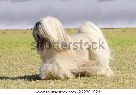 A small young light tan, fawn, beige, gray and white Lhasa Apso dog with a long silky coat running on the grass. The long haired, bearded Lasa dog has heavy straight long coat and is a companion dog.