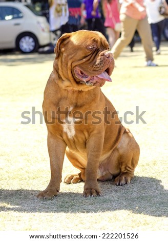 A close up of a young,beautiful,reddish brown,mahogany,Dogue de Bordeaux,aka French Mastiff dog,sitting on the grass,distinctive for its massive,heavy head with wrinkles,short muzzle and muscular body