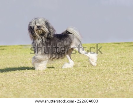 A black,gray and white petit chien lion (little lion dog) walking on the grass.Lowchen has a long wavy coat groomed to resemble a lion, i.e. the haunches, back legs and part of the tail are shaved.