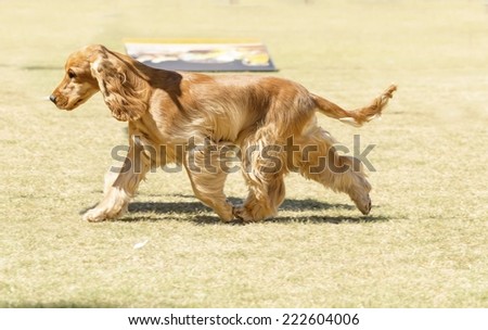 A small, young beautiful fawn, red English Cocker Spaniel dog running on the grass, with its coat clipped into a show cut. The Cocker Spanyell dogs are an intelligent, gentle and merry breed.