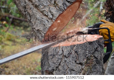A tree falling in the forest while being cut with a chainsaw