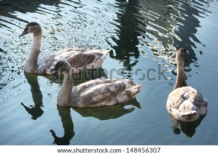 Little swans. Ugly ducklings.