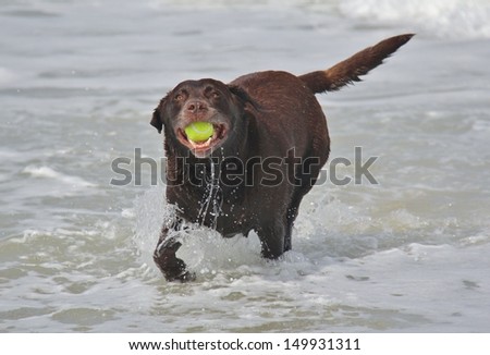 Chocolate labrador dog with big brown eyes retrieves ball from ocean
