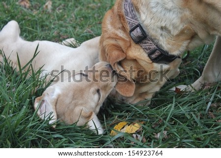 yellow labrador retriever puppy bites at mom\'s ear