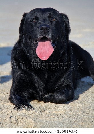 black labrador retriever dog close up front with tongue out/vertical