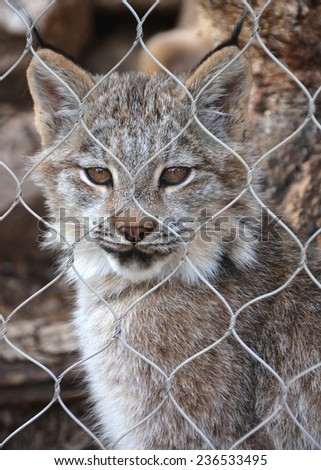 Cat/lynx in zoo looking through wire fence with green eyes/reflection of people in cat\'s eyes/closeup/portrait