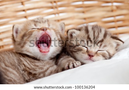 Adorable small kittens in wicker basket