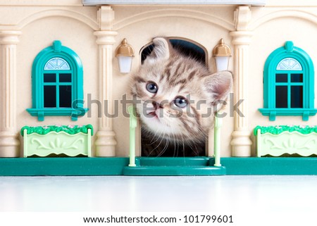 cute kitten looking out toy house