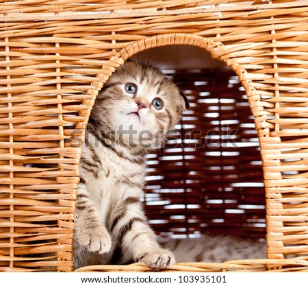 funny little Scottish fold kitten sitting inside wicker cat house