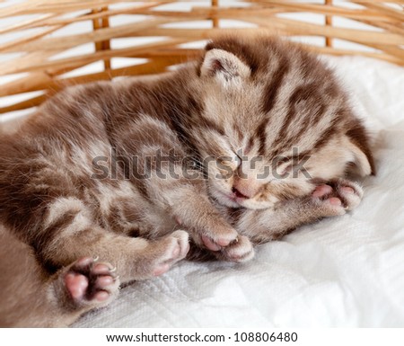 funny sleeping baby cat kitten in wicker basket