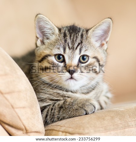 portrait of domestic cat kitten on sofa