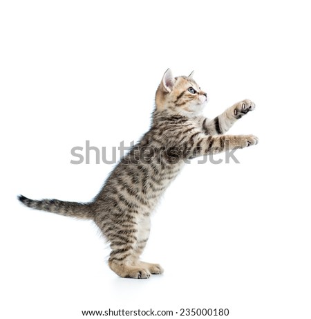 playful cat kitten looking up isolated