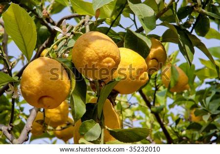 Lemons growing on lemon tree in organic garden