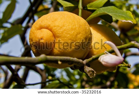 Lemons growing on lemon tree in organic garden