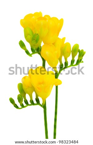 Yellow Freesia Flower