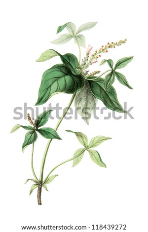 Color illustration of flowers in watercolor paintings Color illustration of flowers in watercolor paintings
