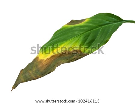 Rotting Leaf