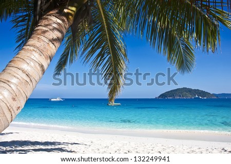 Tropical white sand beach with palm trees. Similan islands, Thailand, Phuket.