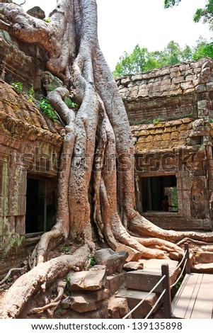 Giant tree growing over the ancient ruins of Ta Prohm temple in Angkor Wat, Siem Reap, Cambodia
