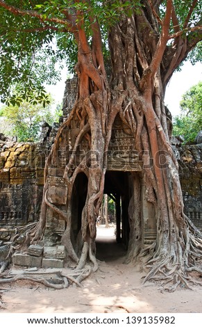 Giant tree growing over the ancient ruins of Ta Prohm temple in Angkor Wat, Siem Reap, Cambodia