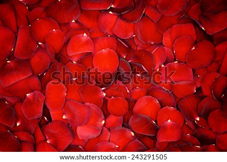 Beautiful red rose petals background