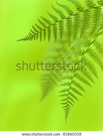 Fern leaves isolated on a green background