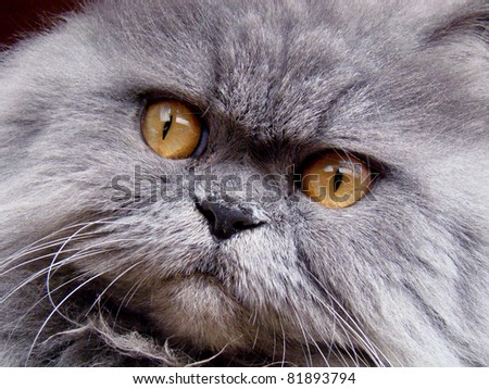 Look of a cat/Cat/Persian cat