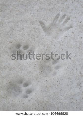 Footprints of a leopard, handprint to compare the size. Annapurna Conservation Area, Nepal.