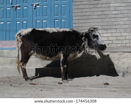 Little cow, rare breed of cattle only found around Manang and Muktinath