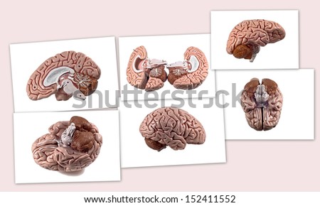 Collection of brain and skull isolated