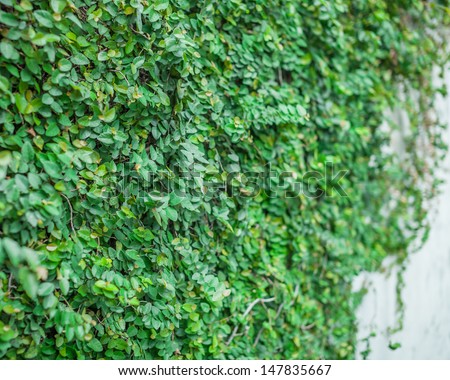 Green Wall wall background