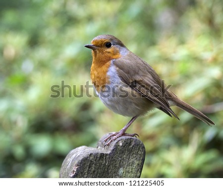 Robin perched on the back of a park bench, isolated against a leafy green background