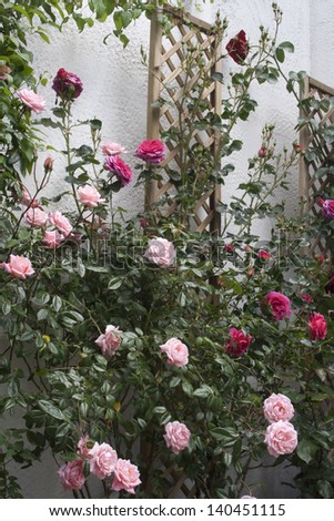 Rose screen with a variety of pink roses