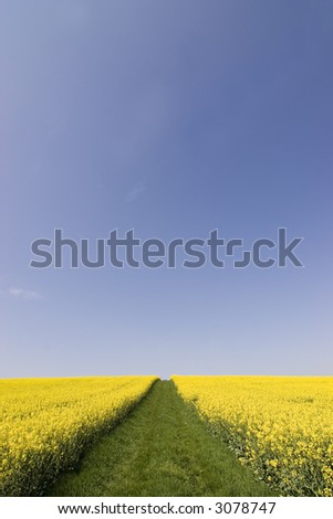 A way of grass leading into the sky between two fields of rapeseed