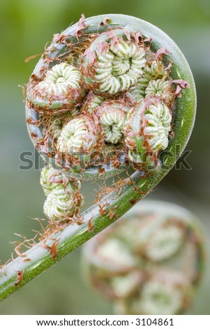 Detail of a giant fern in Brazil. Focus on the fiddlehead in the foreground.