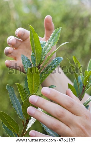 Female hands protecting a plant with waterdrops on the leaves