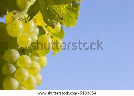 Close-up of a cluster of green grapes in the sun with blue sky in the background